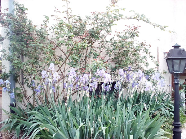iris sur le massif